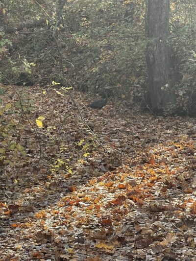 Diamond Farm Park Trails - Gaithersburg, MD