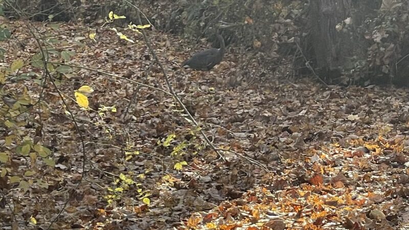 Diamond Farm Park Trails - Gaithersburg, MD