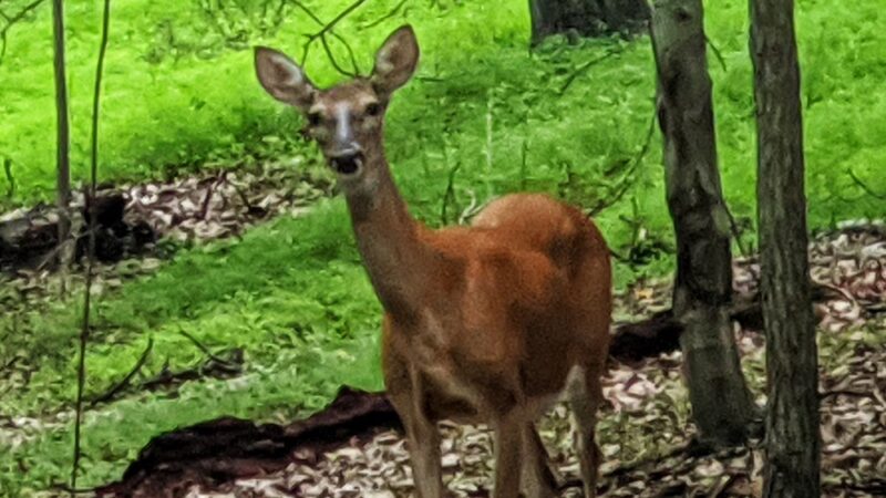 Magruder Trail - Gaithersburg, MD