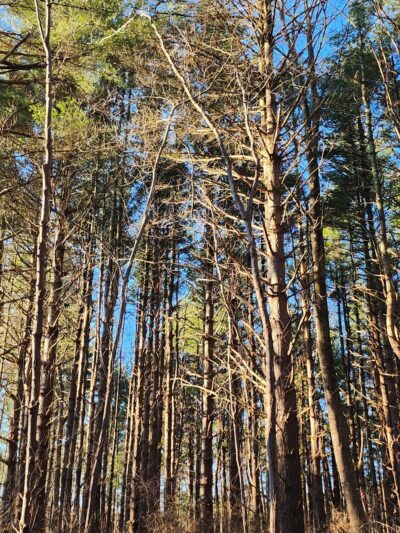 Route 94 Parking, Patuxent River State Park - Gaithersburg, MD