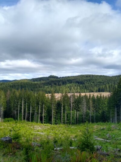 Rogers Camp Trailhead - Gales Creek, OR