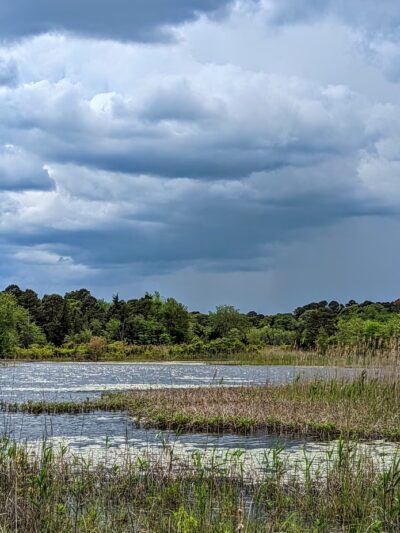 Edwin B. Forsythe National Wildlife Refuge - Galloway, NJ