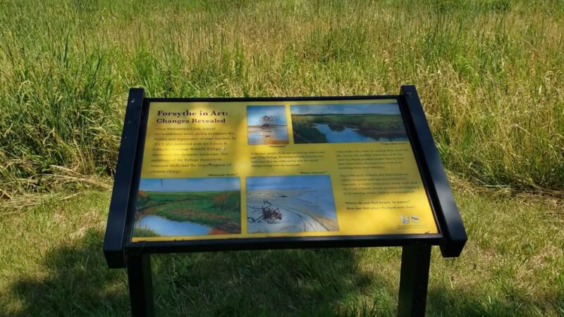 Edwin B. Forsythe National Wildlife Refuge - Galloway, NJ
