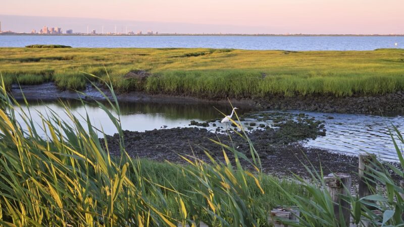 Edwin B. Forsythe National Wildlife Refuge - Galloway, NJ