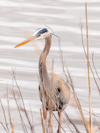 Edwin B. Forsythe National Wildlife Refuge - Galloway, NJ