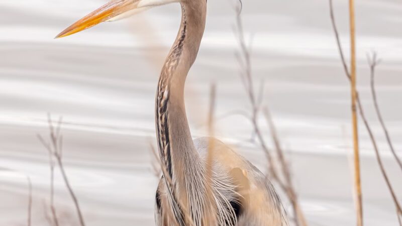 Edwin B. Forsythe National Wildlife Refuge - Galloway, NJ