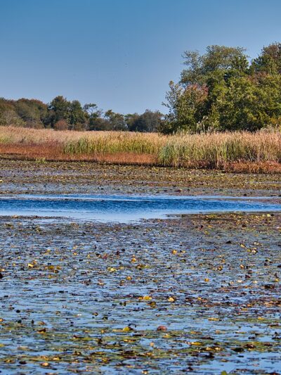 Edwin B. Forsythe National Wildlife Refuge - Galloway, NJ