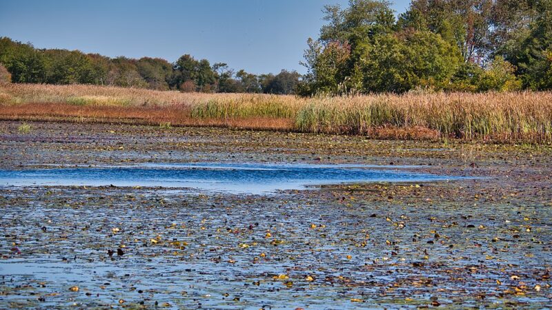 Edwin B. Forsythe National Wildlife Refuge - Galloway, NJ