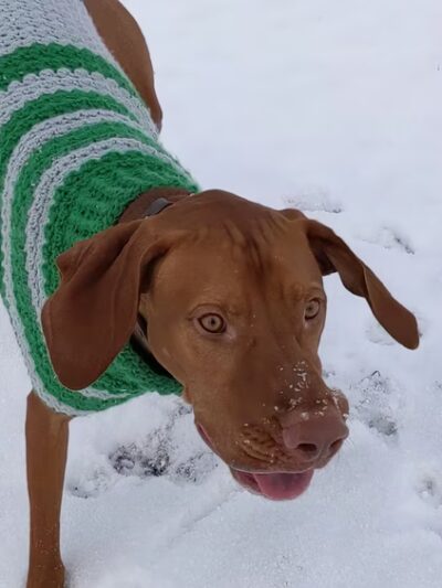 Eagle Large Dog Park - Garden City, ID