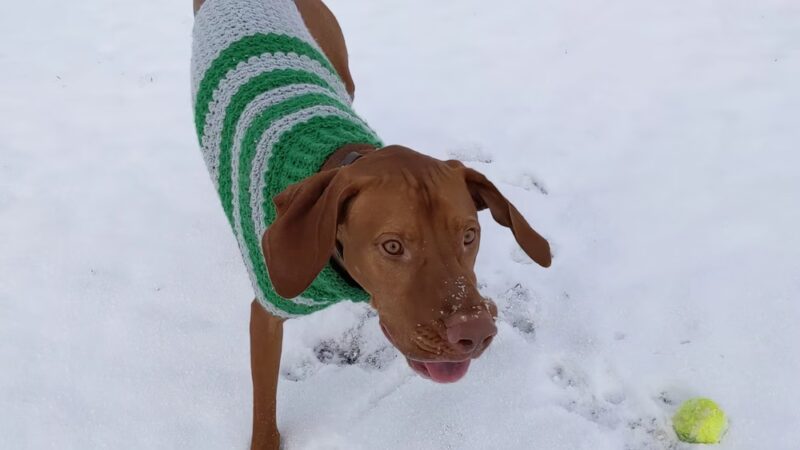 Eagle Large Dog Park - Garden City, ID