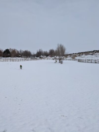 Eagle Large Dog Park - Garden City, ID