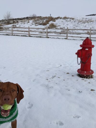 Eagle Large Dog Park - Garden City, ID