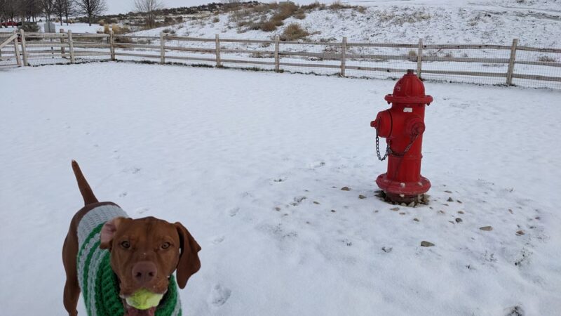 Eagle Large Dog Park - Garden City, ID
