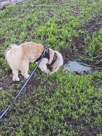 Thornburg Park - Gardena, CA