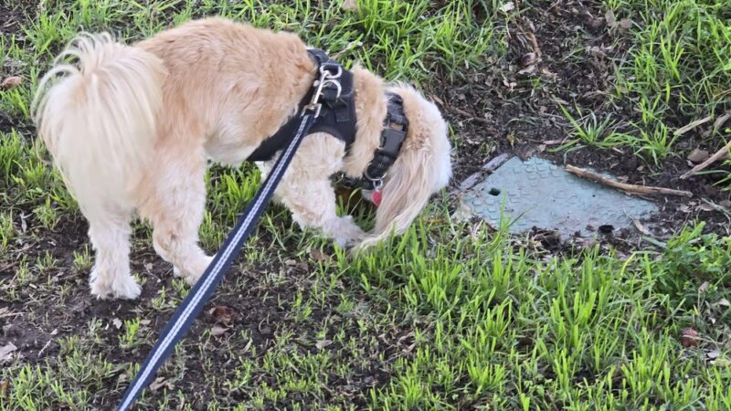 Thornburg Park - Gardena, CA