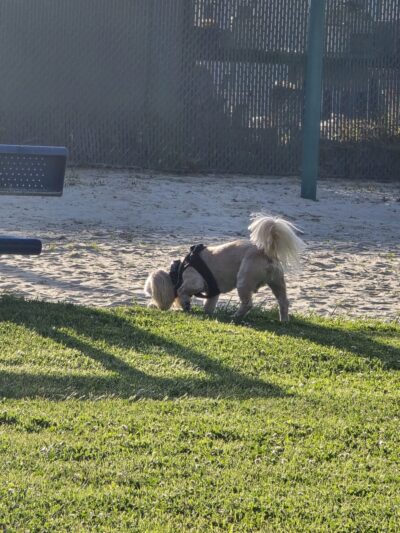 Thornburg Park - Gardena, CA