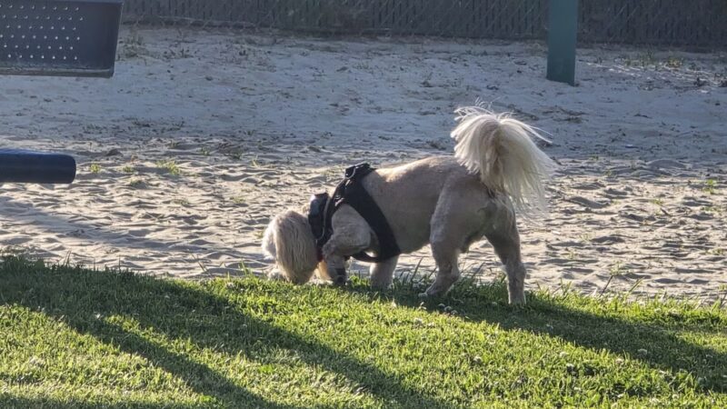 Thornburg Park - Gardena, CA