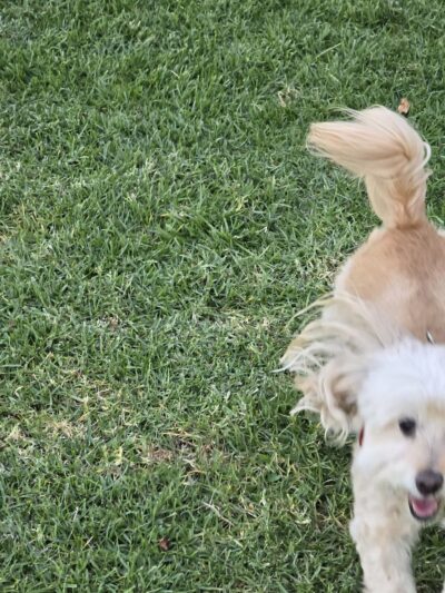 Thornburg Park - Gardena, CA