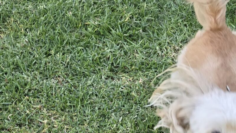 Thornburg Park - Gardena, CA