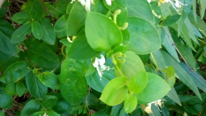 Jack King Park - Garnet Valley, PA