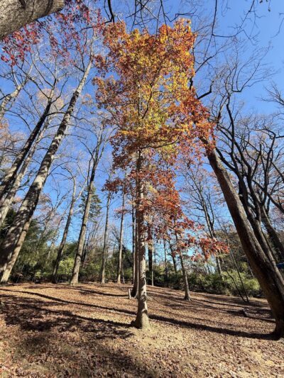 Wells Neighborhood Park - Garrett Park, MD
