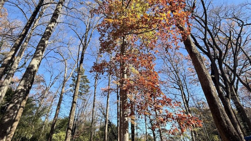 Wells Neighborhood Park - Garrett Park, MD