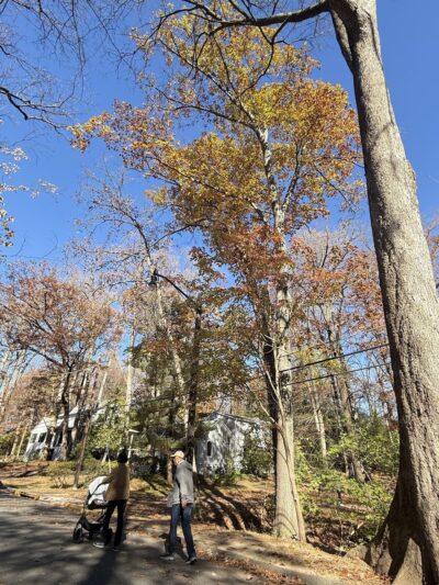 Wells Neighborhood Park - Garrett Park, MD