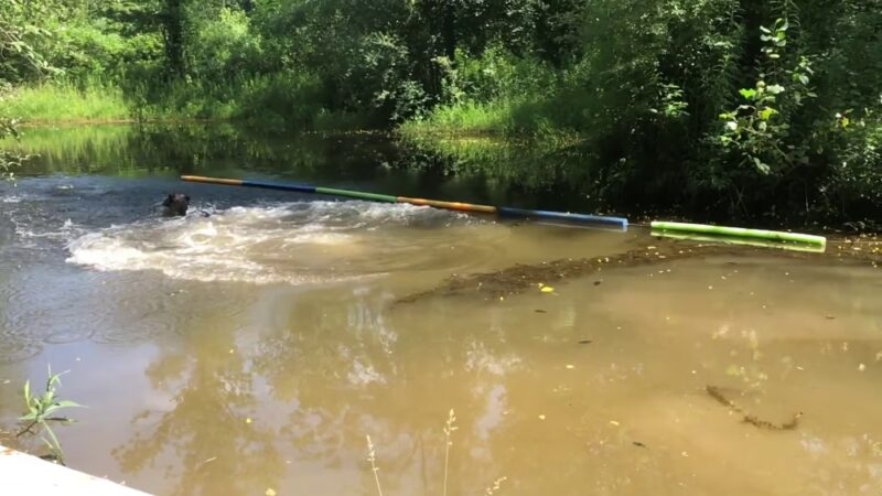 Fort Hyde Kennels Inc. - Gasport, NY