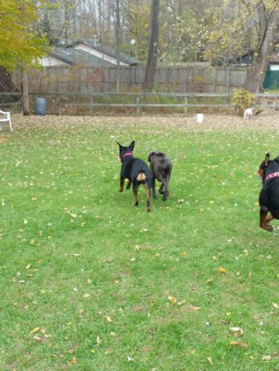 Fort Hyde Kennels Inc. - Gasport, NY