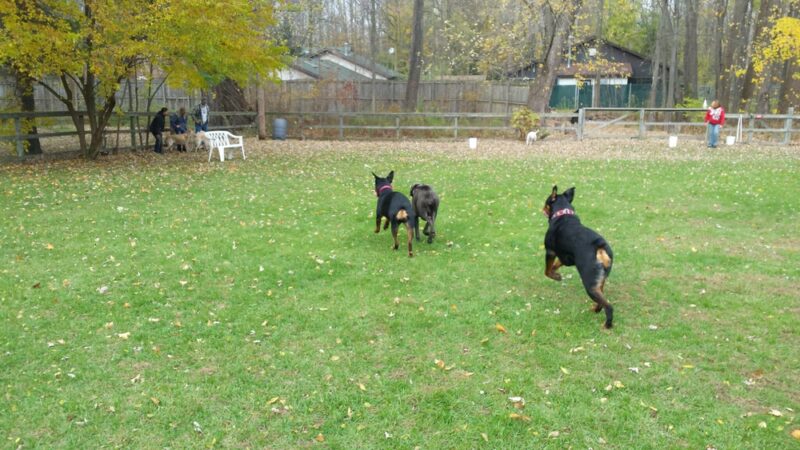 Fort Hyde Kennels Inc. - Gasport, NY