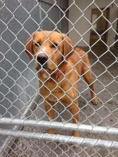 Fort Hyde Kennels Inc. - Gasport, NY