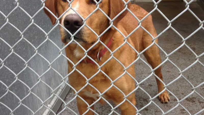 Fort Hyde Kennels Inc. - Gasport, NY