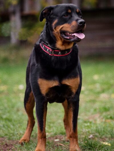 Fort Hyde Kennels Inc. - Gasport, NY