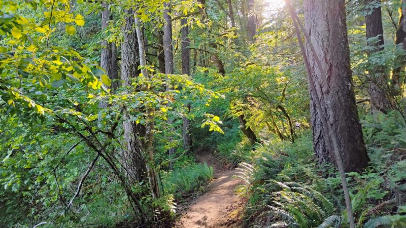 Henry Hagg Loop Trail - Gaston, OR