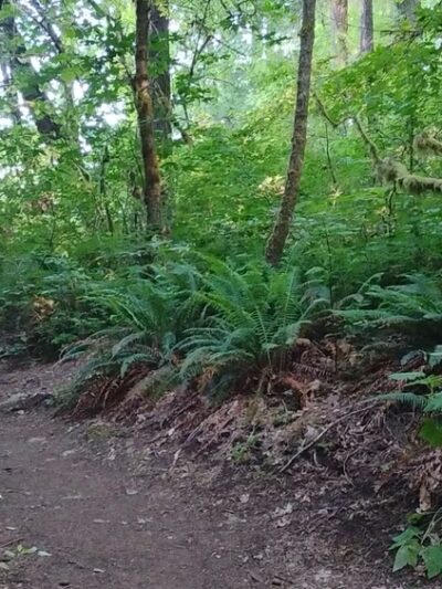 Henry Hagg Loop Trail - Gaston, OR