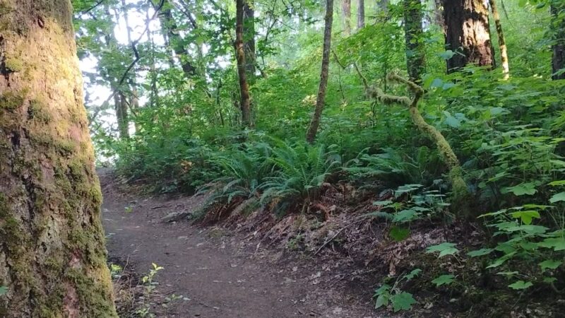 Henry Hagg Loop Trail - Gaston, OR