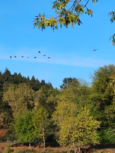 Wapato Lake National Wildlife Refuge - Gaston, OR