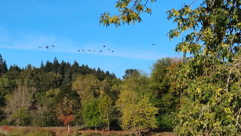 Wapato Lake National Wildlife Refuge - Gaston, OR
