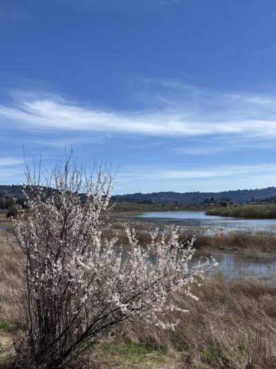 Wapato Lake National Wildlife Refuge - Gaston, OR