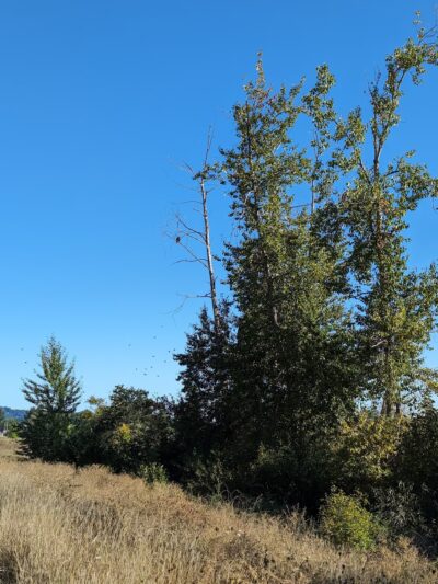 Wapato Lake National Wildlife Refuge - Gaston, OR
