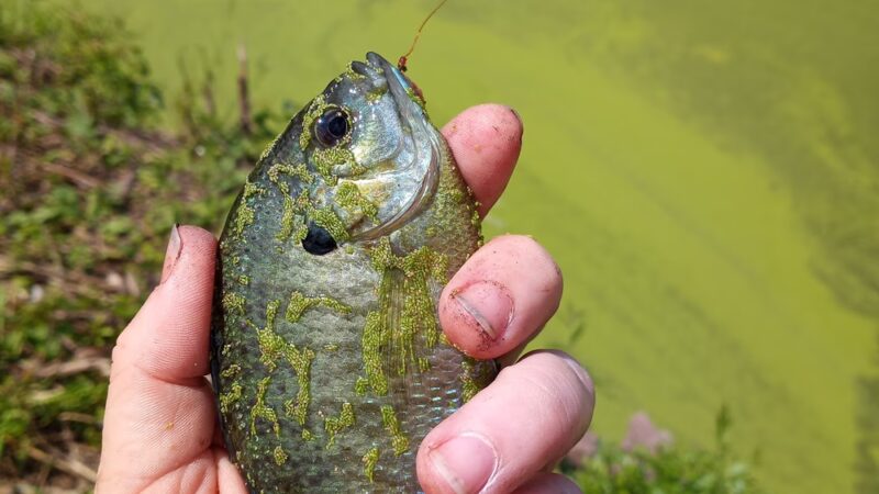 Geneseo River Access Park - Geneseo, NY