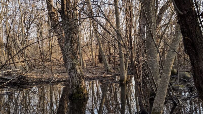 Island Preserve - Geneseo, NY