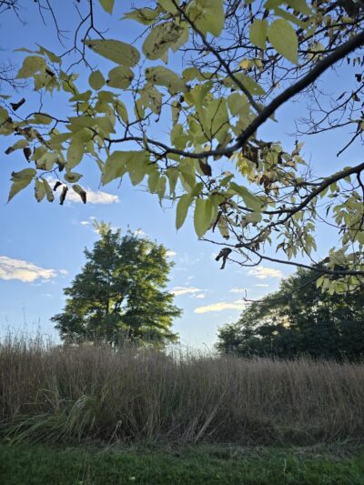Island Preserve - Geneseo, NY