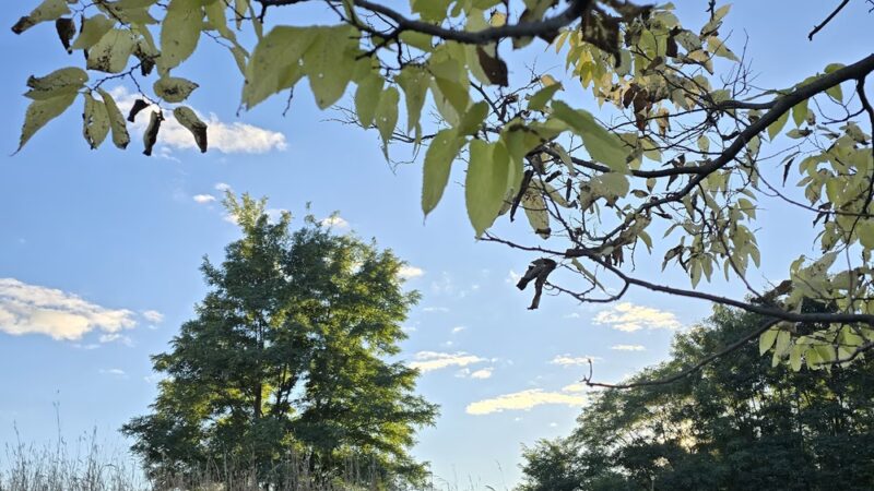 Island Preserve - Geneseo, NY