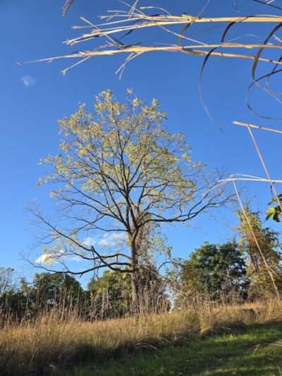 Island Preserve - Geneseo, NY