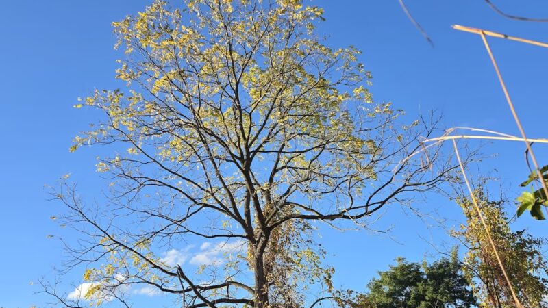 Island Preserve - Geneseo, NY