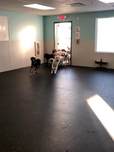Dogtopia Geneva - Geneva, IL