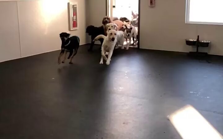 Dogtopia Geneva - Geneva, IL