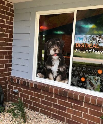 Dogtopia Geneva - Geneva, IL