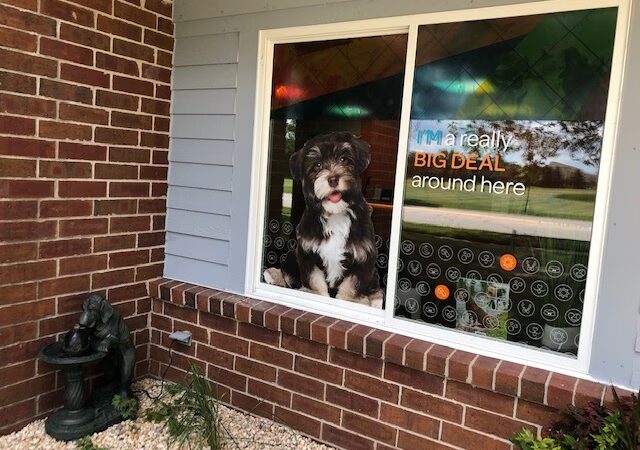 Dogtopia Geneva - Geneva, IL